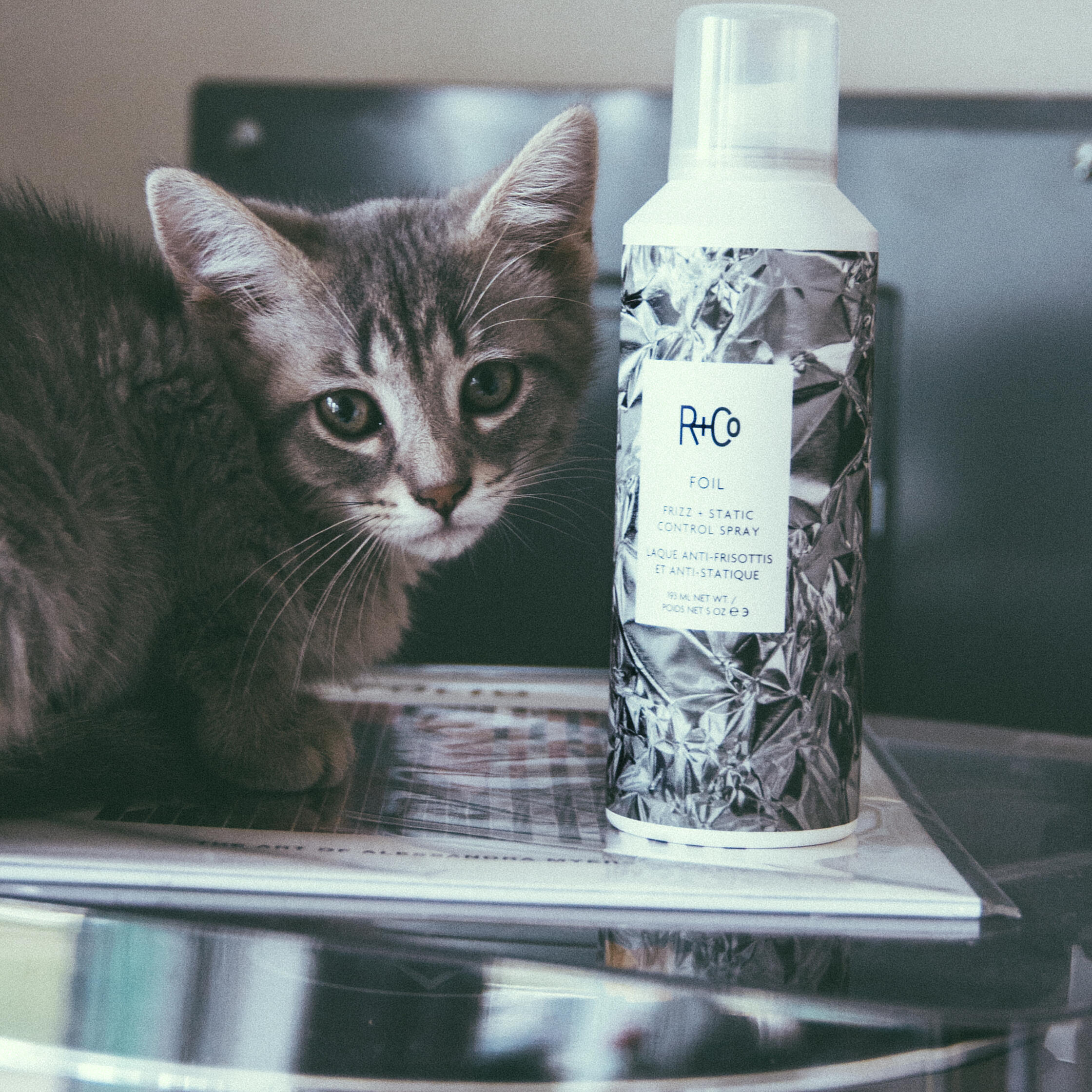 OGGI È LA GIORNATA MONDIALE DEI DIRITTI DEGLI ANIMALI