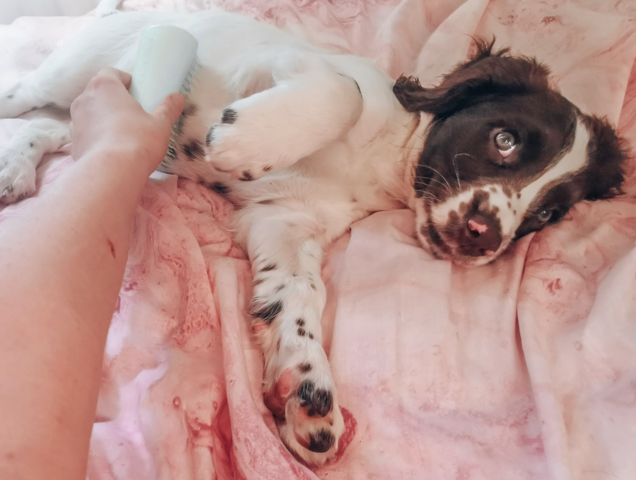 COME PETTINARE AL MEGLIO IL NOSTRO AMICO QUATTRO ZAMPE